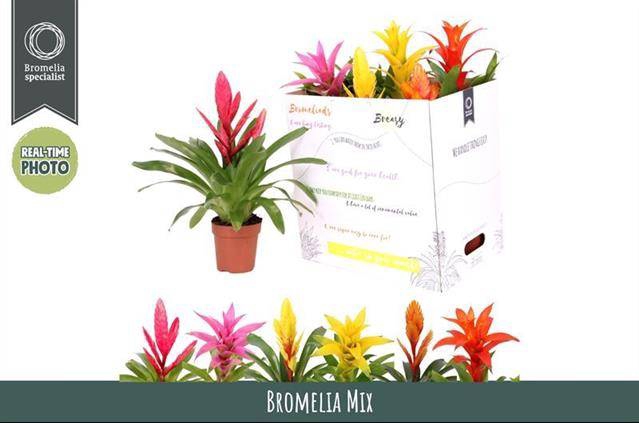 <h4>BROMELIA GEM 6 SRT</h4>