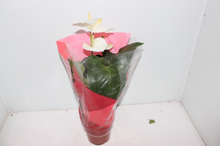 ANTHURIUM SUMI P17