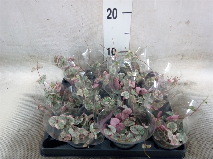 <h4>Ceropegia woodii ssp. woodii</h4>