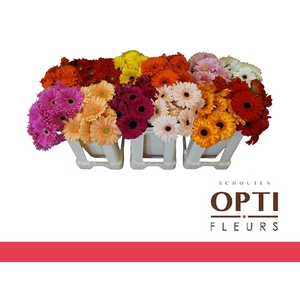 Gerbera Mix op Rij Water