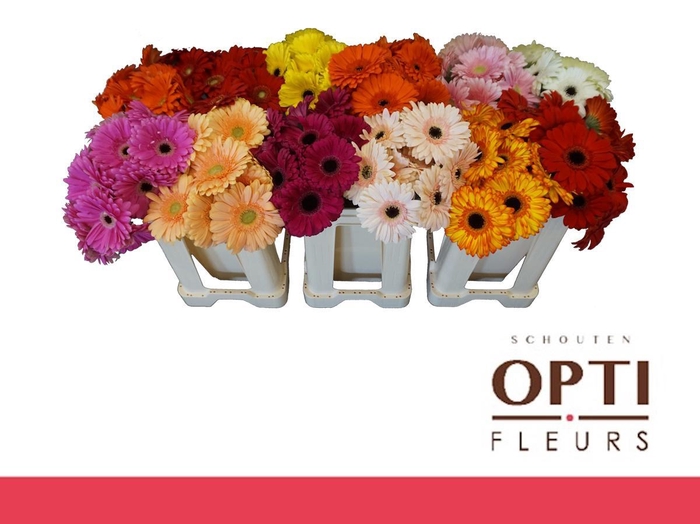 <h4>Gerbera Mix op Rij Water</h4>
