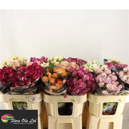 <h4>R Tr Gem In Fust</h4>