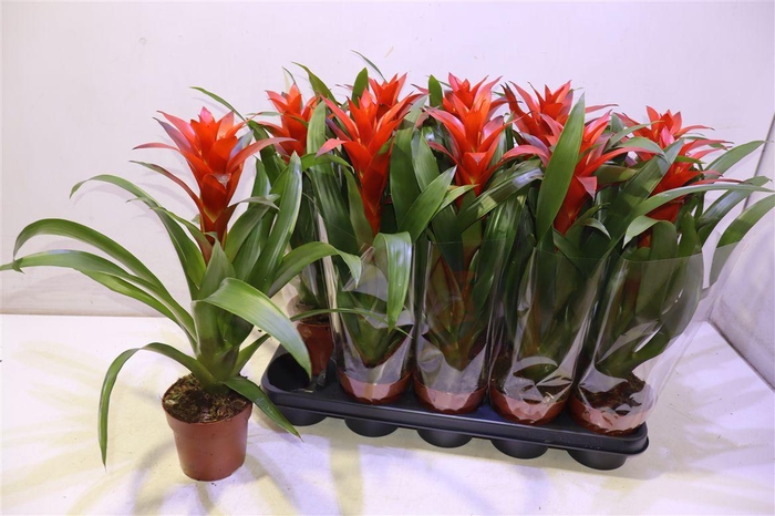 <h4>arr8 Guzm Ostara</h4>