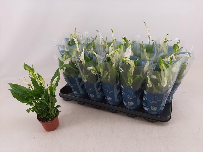 <h4>SPATH CHOPIN</h4>