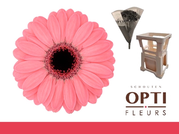 <h4>GE MI JOLIE-Water hoes</h4>