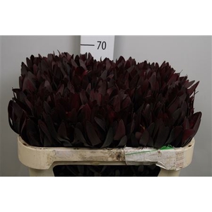 Leucad Saf Sunset Dark R.