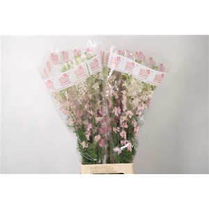 Delph Rids Light Pink
