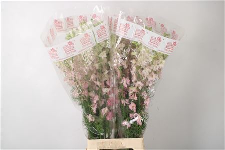 <h4>Delph Rids Light Pink</h4>