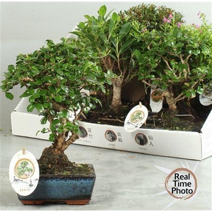 Bonsai Gem