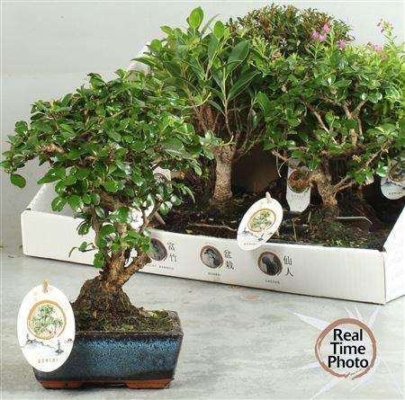 <h4>Bonsai Gem</h4>