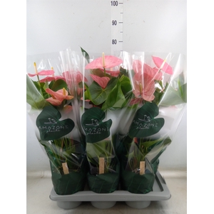 Anthurium andr. 'Colorado'