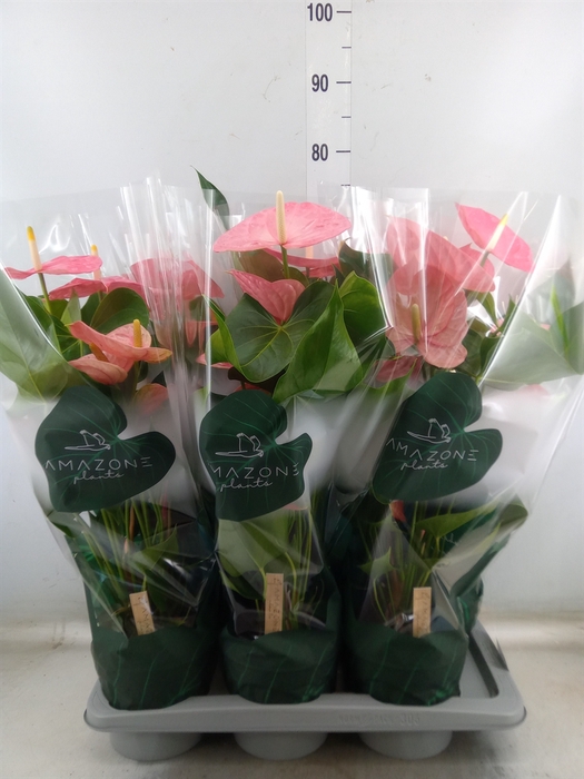<h4>Anthurium andr. 'Colorado'</h4>