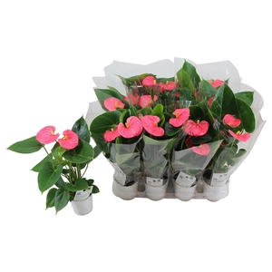 Anthurium XL.31 Arisa Pink 9cm in blanco hoes