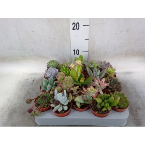 Succulents   ...