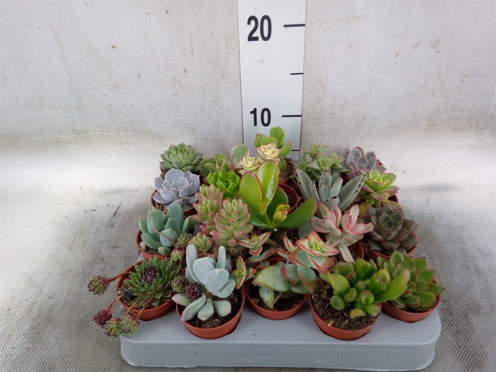<h4>Succulents   ...</h4>