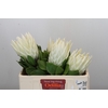 Protea Cyn. Ayoba Arctic Ice