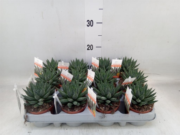 <h4>Haworthia   ...</h4>