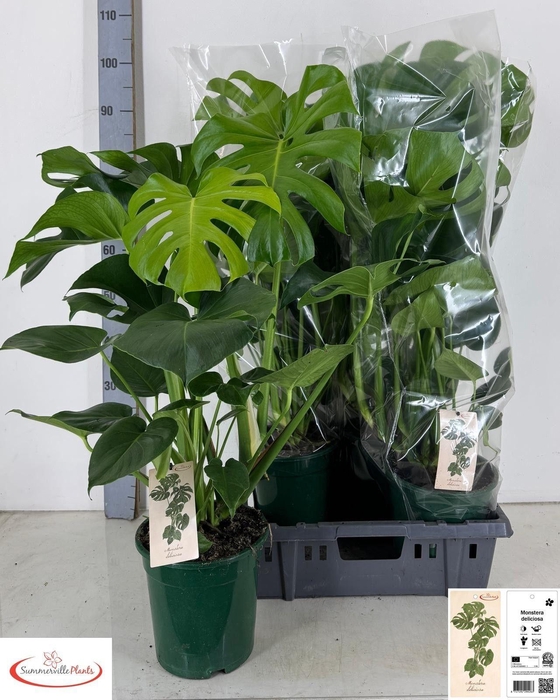 MONSTERA DELICIOSA
