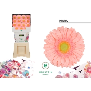 Gerbera Kiara Diamond