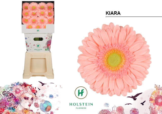 <h4>Gerbera Kiara Diamond</h4>