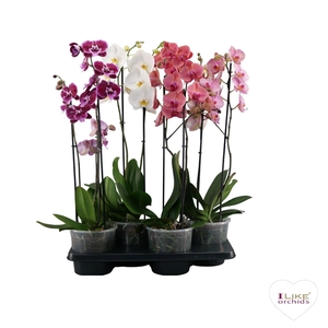 A2 standaard 17 cm