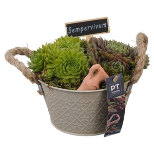 PTS7344 Arrangement Sempervivum in metalen pot