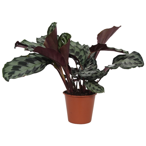 <h4>Calathea 19cm Kennedy</h4>