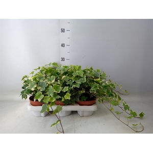 Hedera helix 'Tonny'