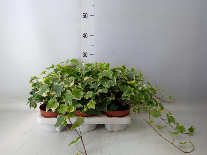 <h4>Hedera helix 'Tonny'</h4>