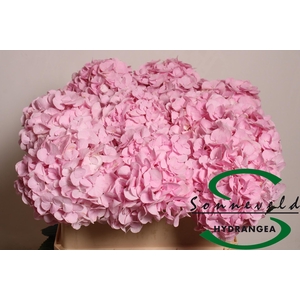 Hydrangea Pinky