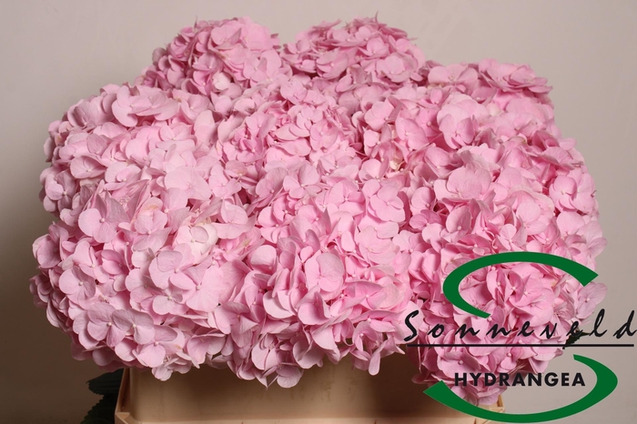 <h4>Hydrangea Pinky</h4>