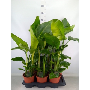 Strelitzia nicolai