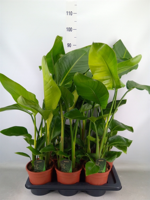 <h4>Strelitzia nicolai</h4>