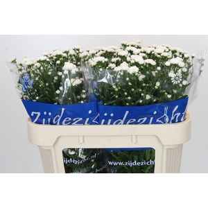 Aster Cassy