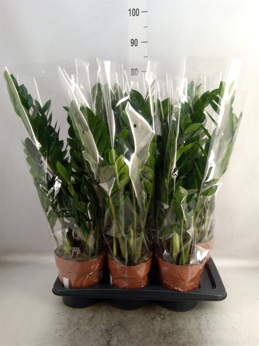 <h4>Zamioculcas zamiifolia</h4>