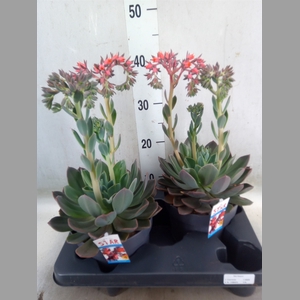 Echeveria  'Blue Prince'