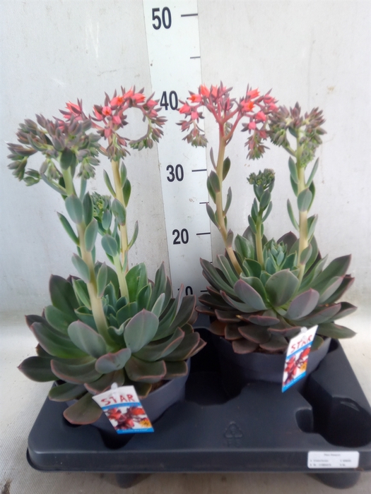 <h4>Echeveria  'Blue Prince'</h4>