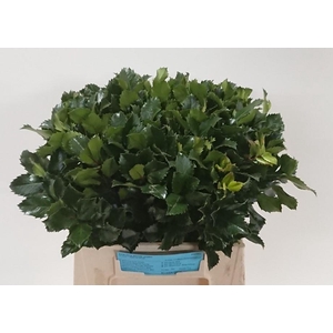 ILEX BL M BLU PRINCE