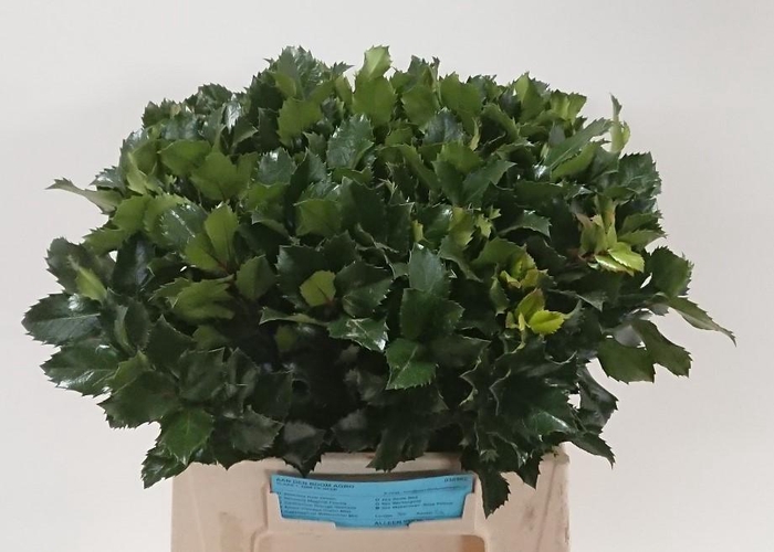 <h4>ILEX BL M BLU PRINCE</h4>