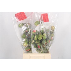 Papaver Light Pink Extra Per Tak