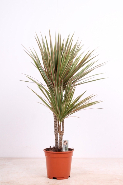 <h4>Bicolor P17 30-10</h4>