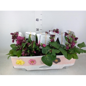 Helleborus  'Fkiss Charmer'