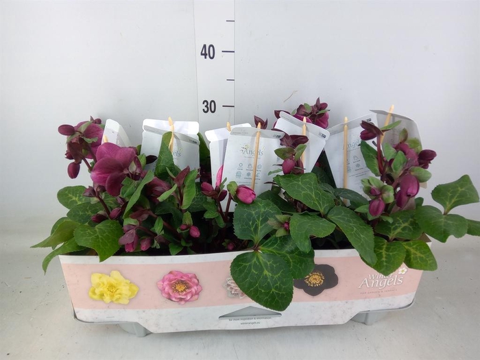 <h4>Helleborus  'Fkiss Charmer'</h4>