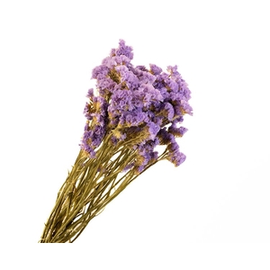 Statice Lilac Natural