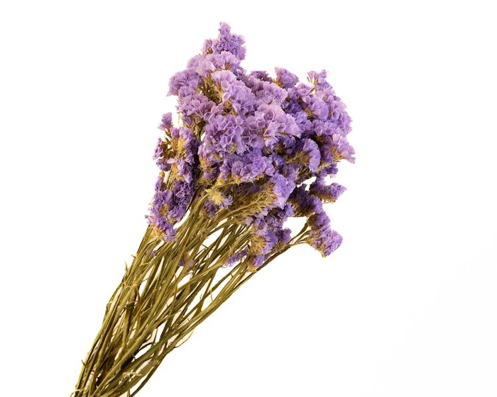 <h4>Statice Lilac Natural</h4>