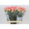 Dianthus St Poirot F.G.