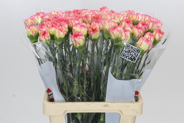 <h4>Dianthus St Poirot F.G.</h4>