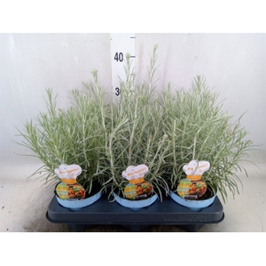 Helichrysum italicum