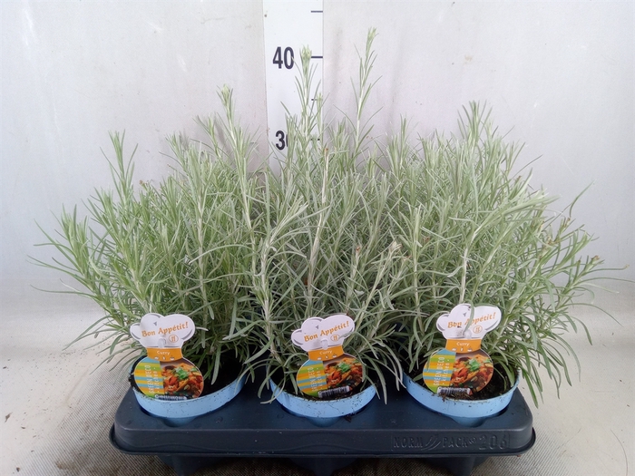 <h4>Helichrysum italicum</h4>