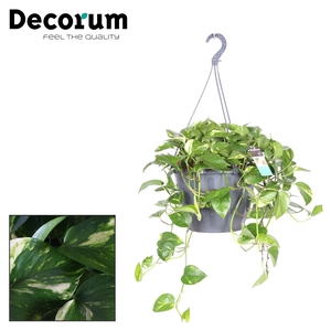 Epipremnum Aureum hang XXL